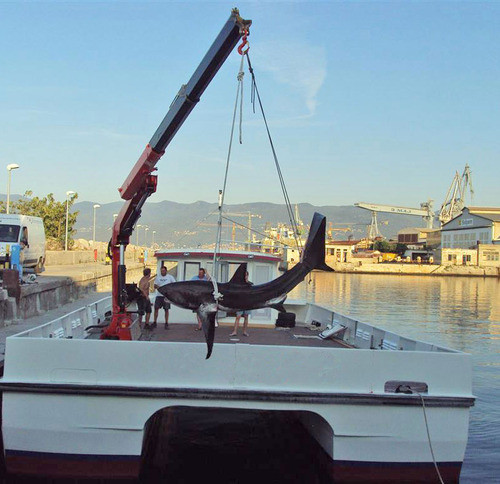 КМУ Fassi F245A.2.25 L213 фото